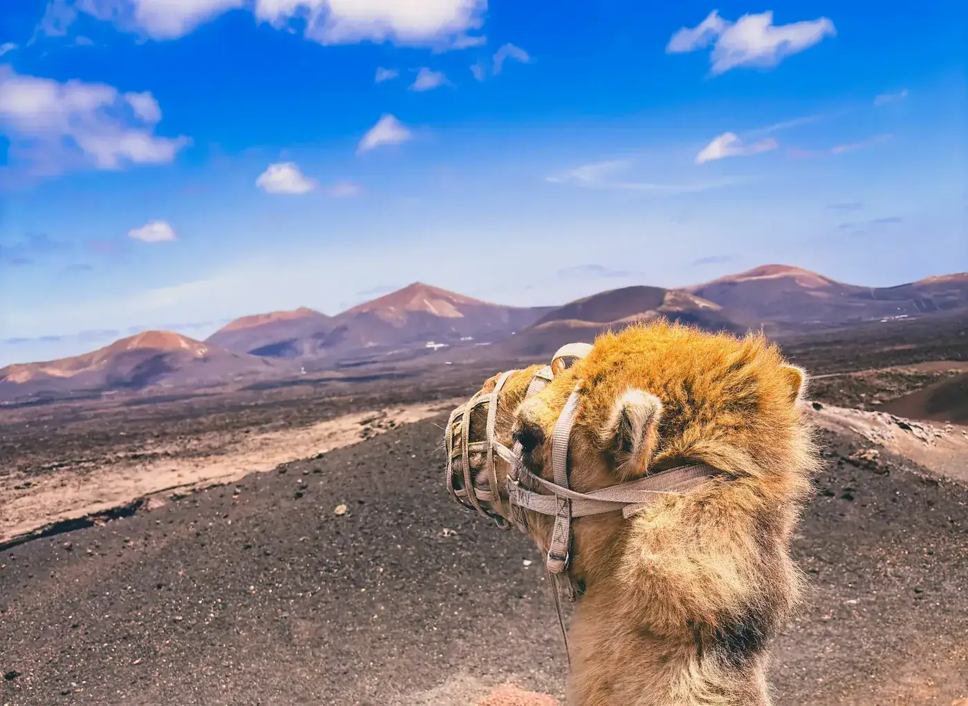 Paisaje volcánico de Lanzarote, Islas Canarias - Vista 8
